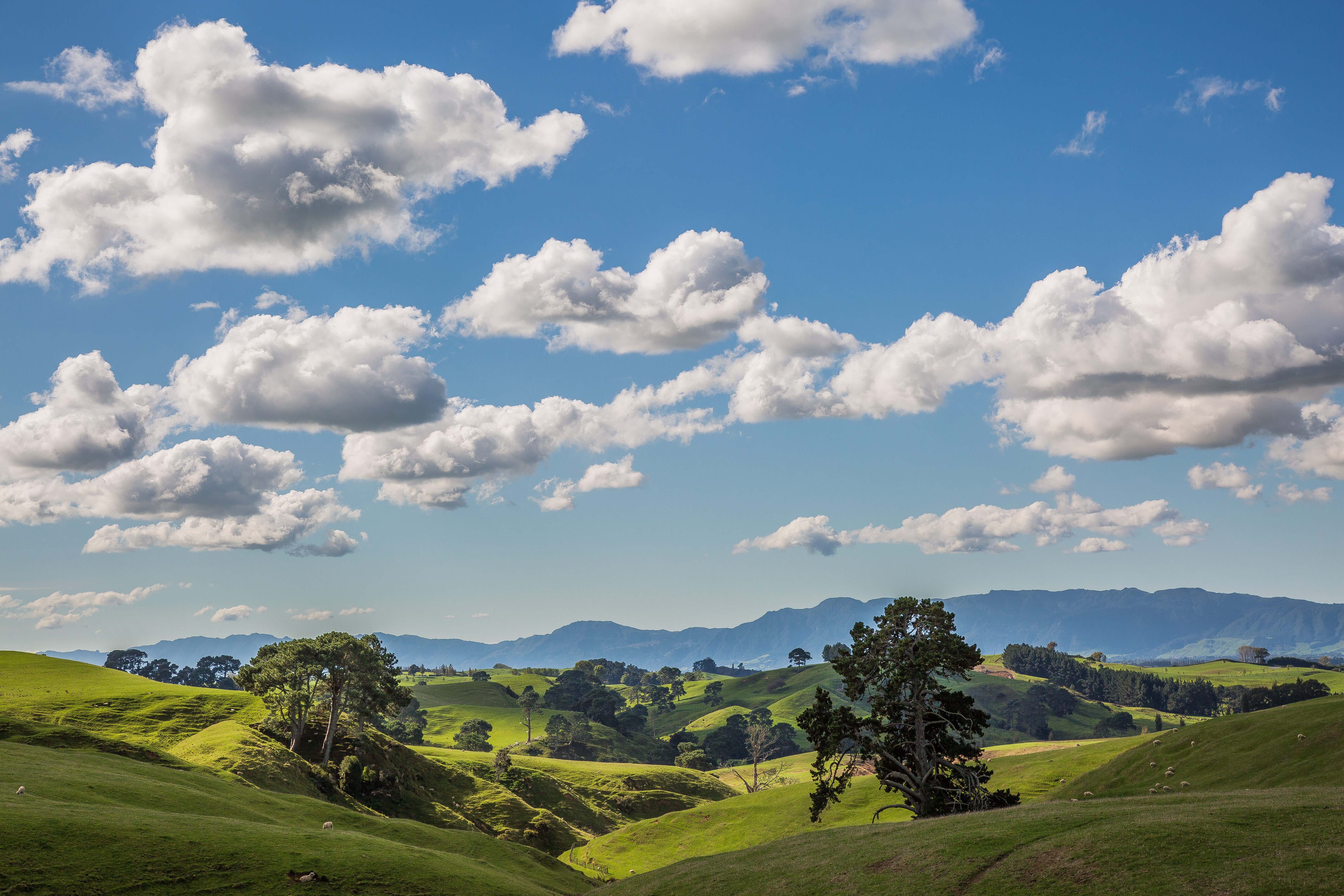 Waikato